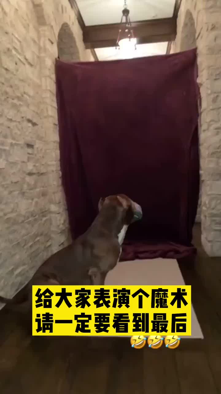 拉文给爱犬表演了个魔术，狗子：你耍我呢