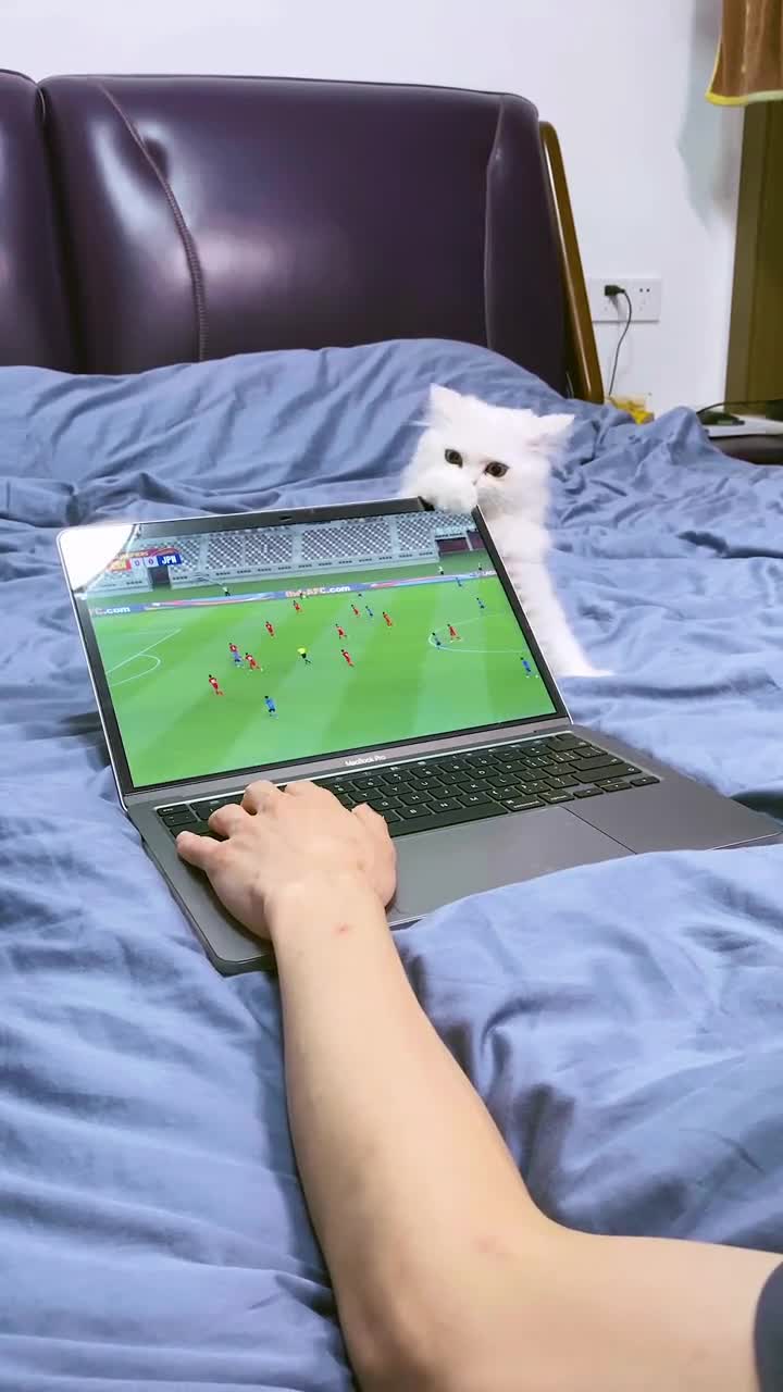 网友看国足比赛 小猫咪咬碎屏幕捣乱