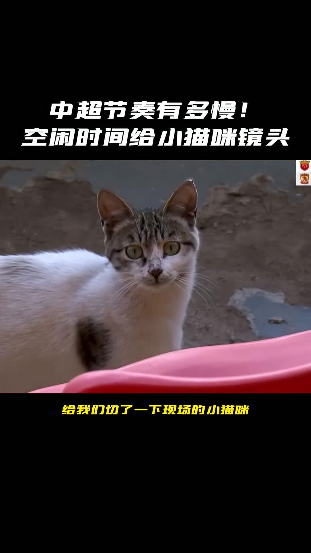 中超节奏慢？直播过程中给小猫咪镜头