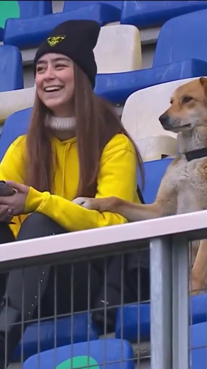 羡慕吗？一只狗和漂亮小姐姐在看台看球