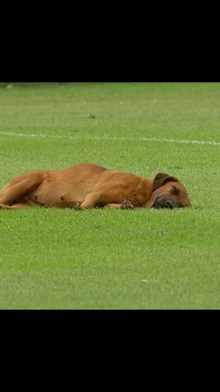 狗都不看？巴拉圭联赛狗子在足球场中睡觉