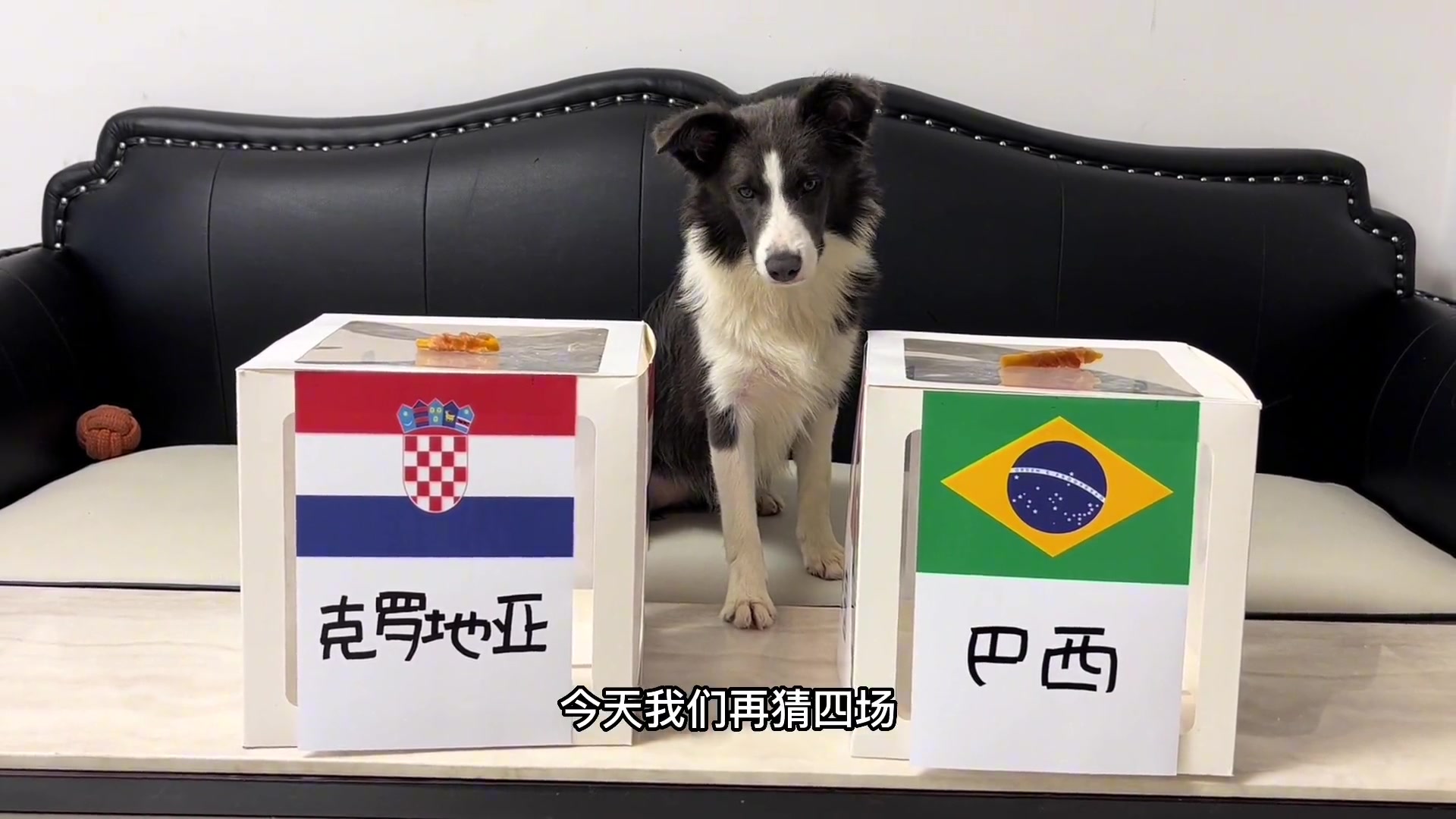 你觉得如何？小狗狗预测世界杯1/4决赛赛果