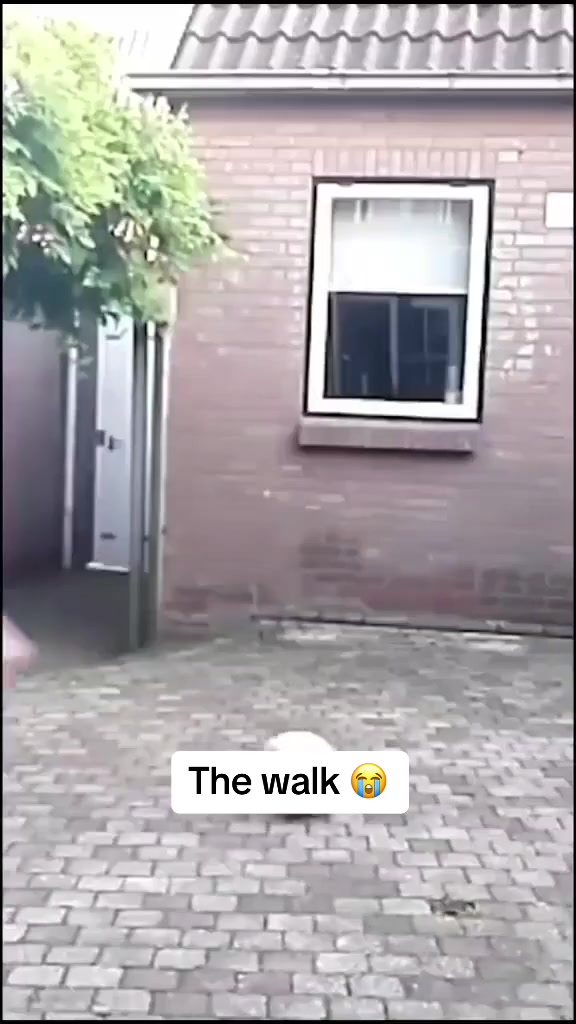不关我事啊，我妈让我踢的