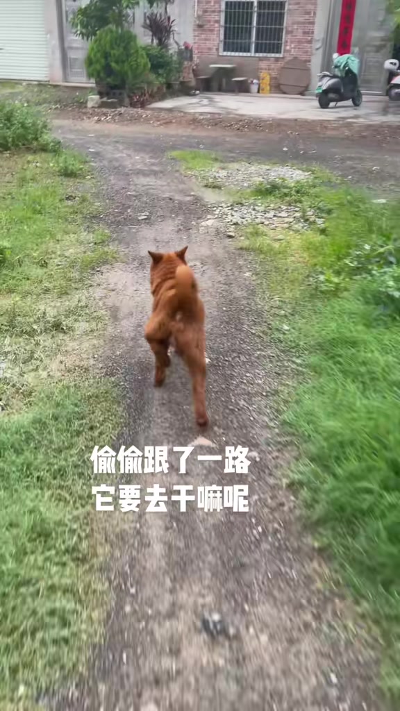 这狗子的踩单车像足球运动员里的谁？