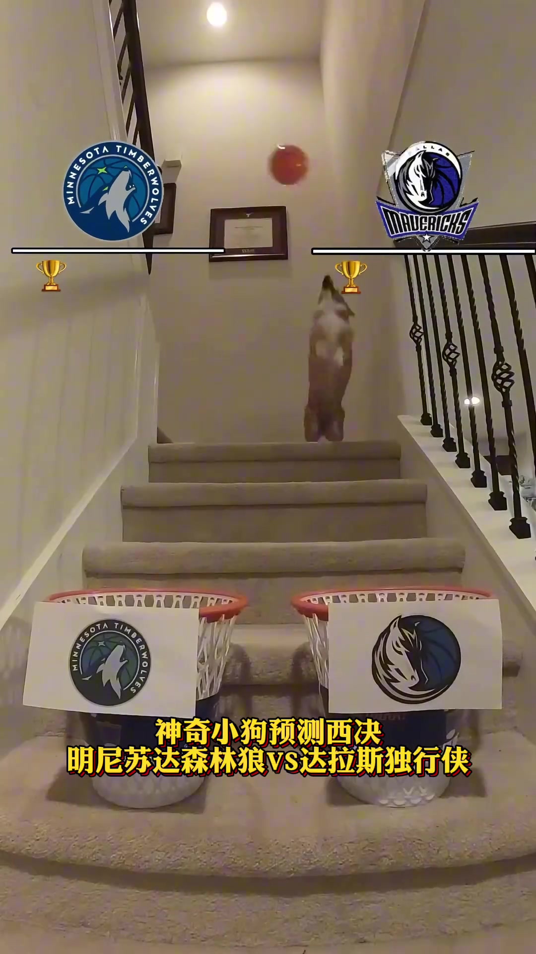 这可太秀了！小狗预测森林狼独行侠：独行侠3-1森林狼 随后被森林狼连扳三局4-3逆转