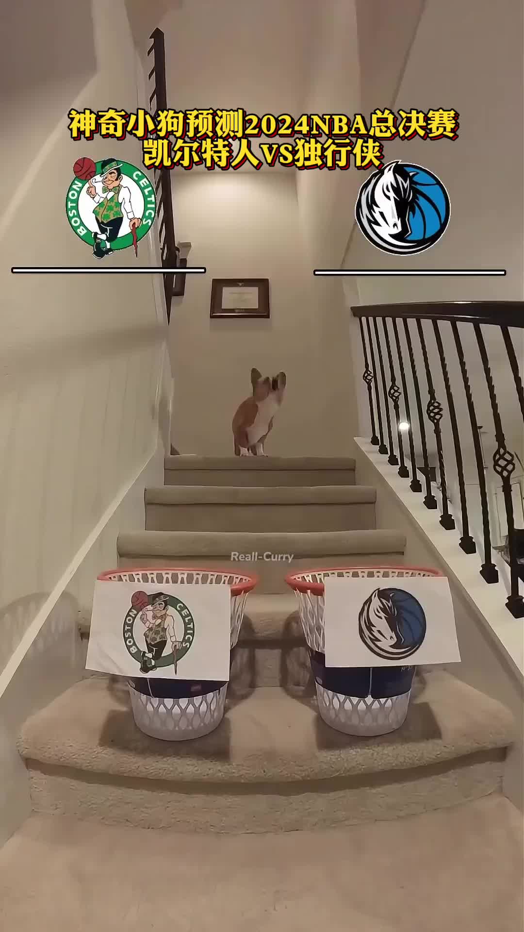 小狗预测NBA总决赛凯尔特人vs独行侠
