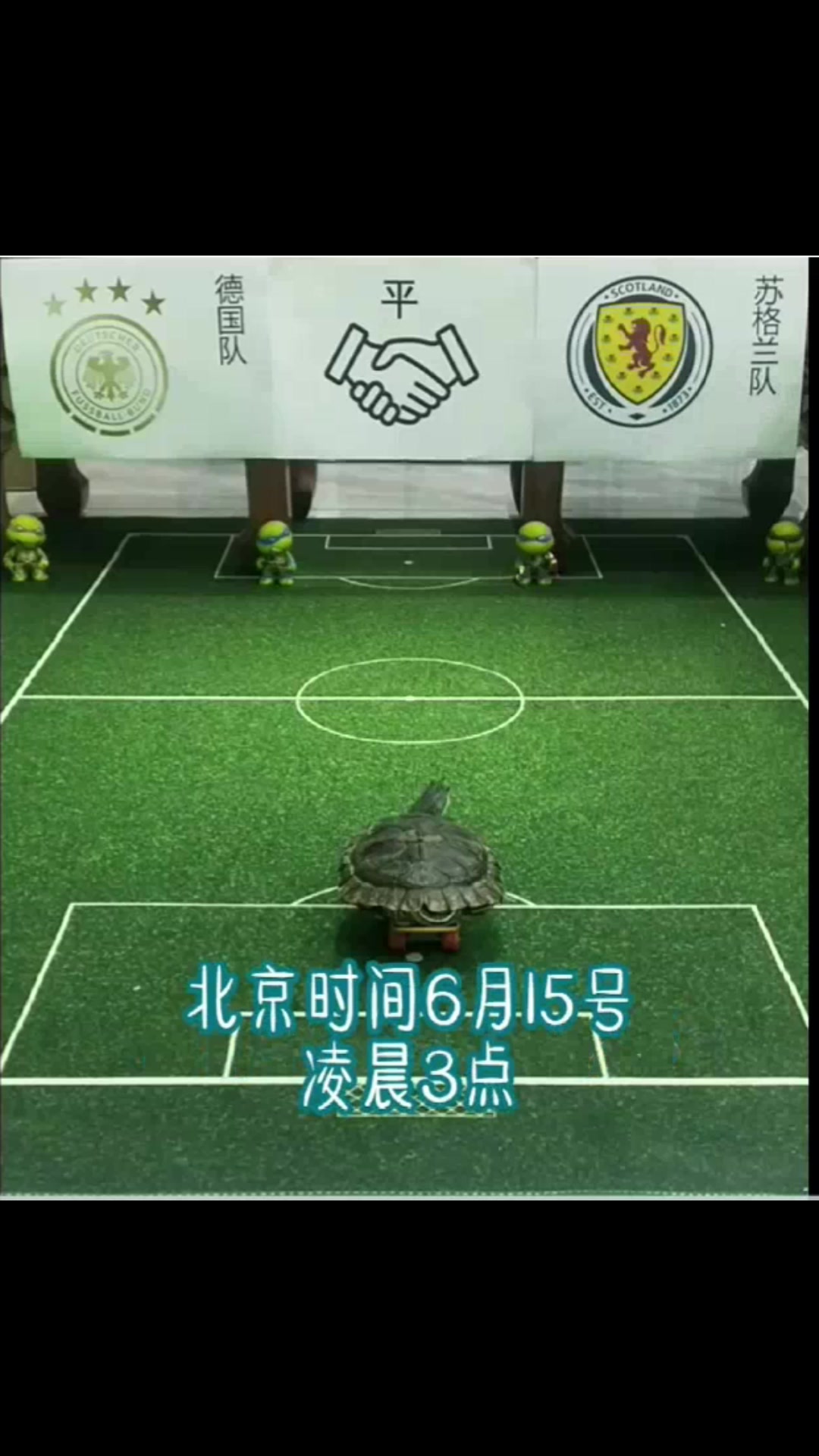 能信吗？宠物龟预测德国胜苏格兰