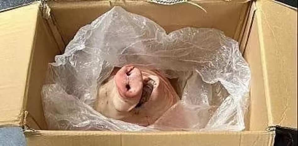 桑普老板遭遇死亡威胁，极端球迷送猪头：下一次就是你的头
