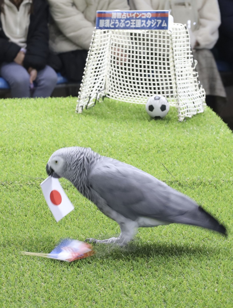 鹦鹉成乌鸦了？日本鹦鹉预测日本队世