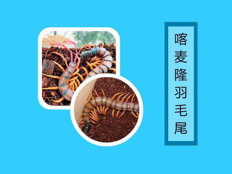 喀麦隆克罗地亚