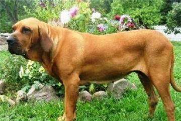 敖犬图片「英国獒犬图片」