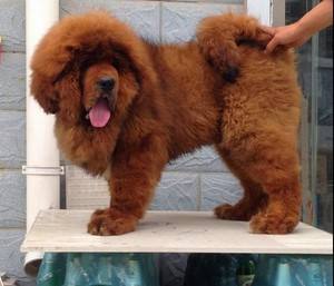 敖犬图片「英国獒犬图片」