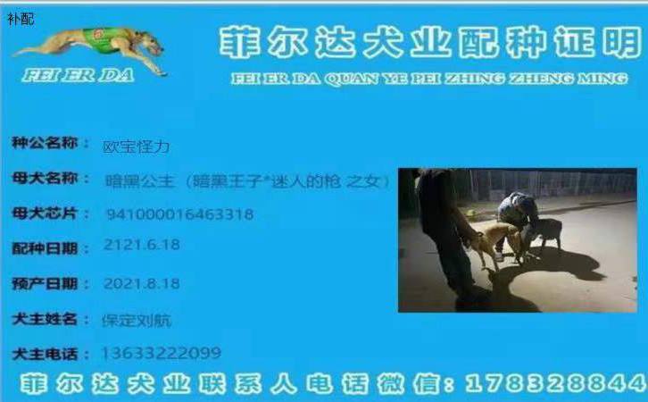菲尔达「菲尔达维斯 演员」