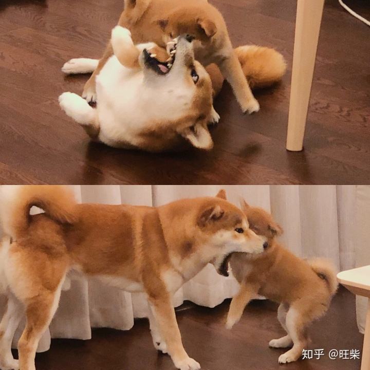 旺柴「旺柴是什么意思」