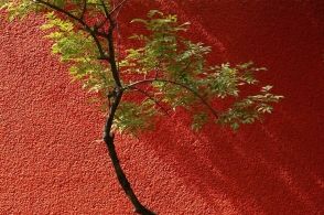 阿坎「阿坎酸」