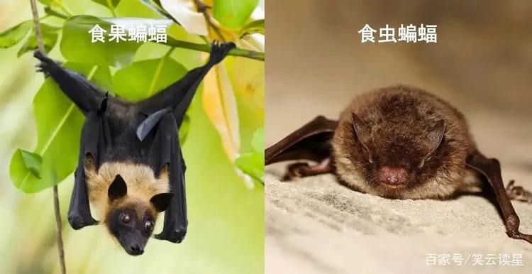 武汉人吃蝙蝠的简单介绍