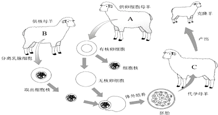 多利「多利动画」