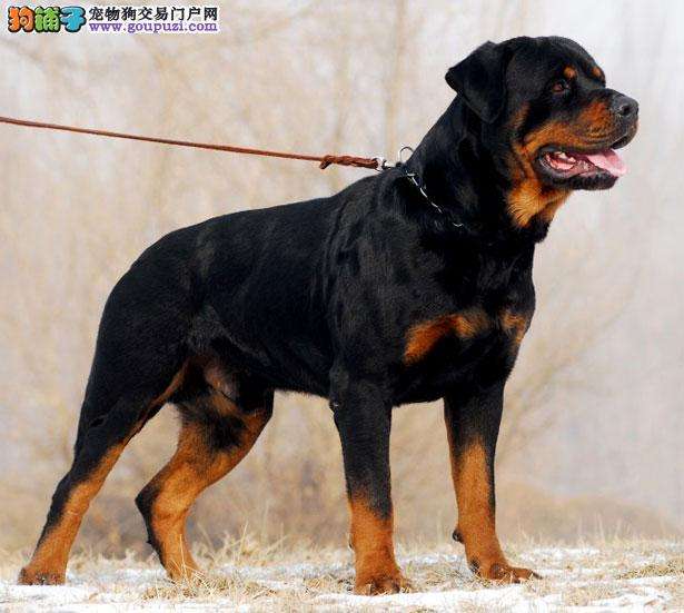 罗威纳犬「罗威纳犬适合家养吗」