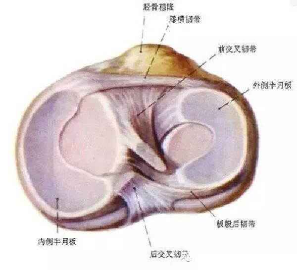 前交叉韧带「前交叉韧带重建手术康复训练步骤」