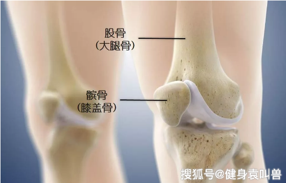 鹅足腱「鹅足腱炎能自行恢复吗」