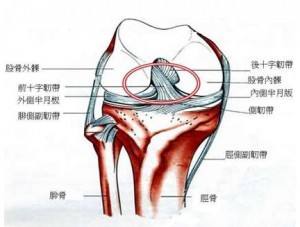 前后交叉韧带「前后交叉韧带MRI解剖图」