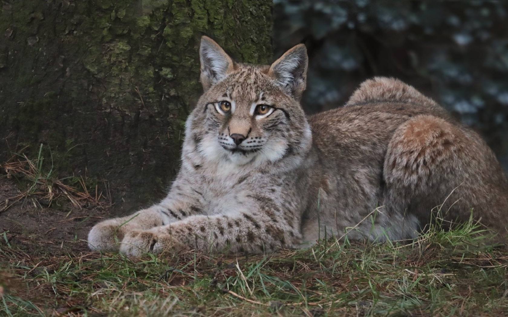 火箭山猫，火箭山猫交易