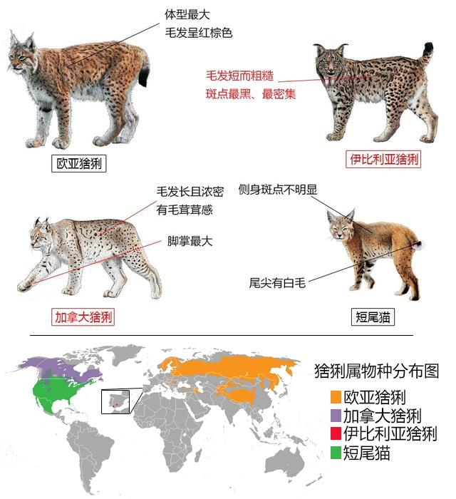山猫之王，顶级猫山王