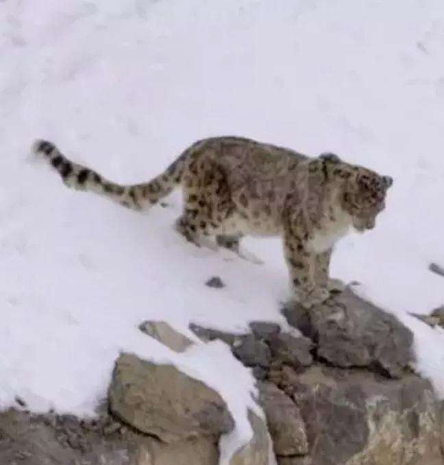 山猫之王，顶级猫山王