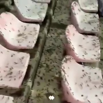 C罗上演大四喜后大批蝗虫入侵球场