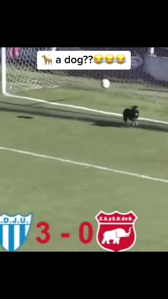 “goal~~~~~~~~狗