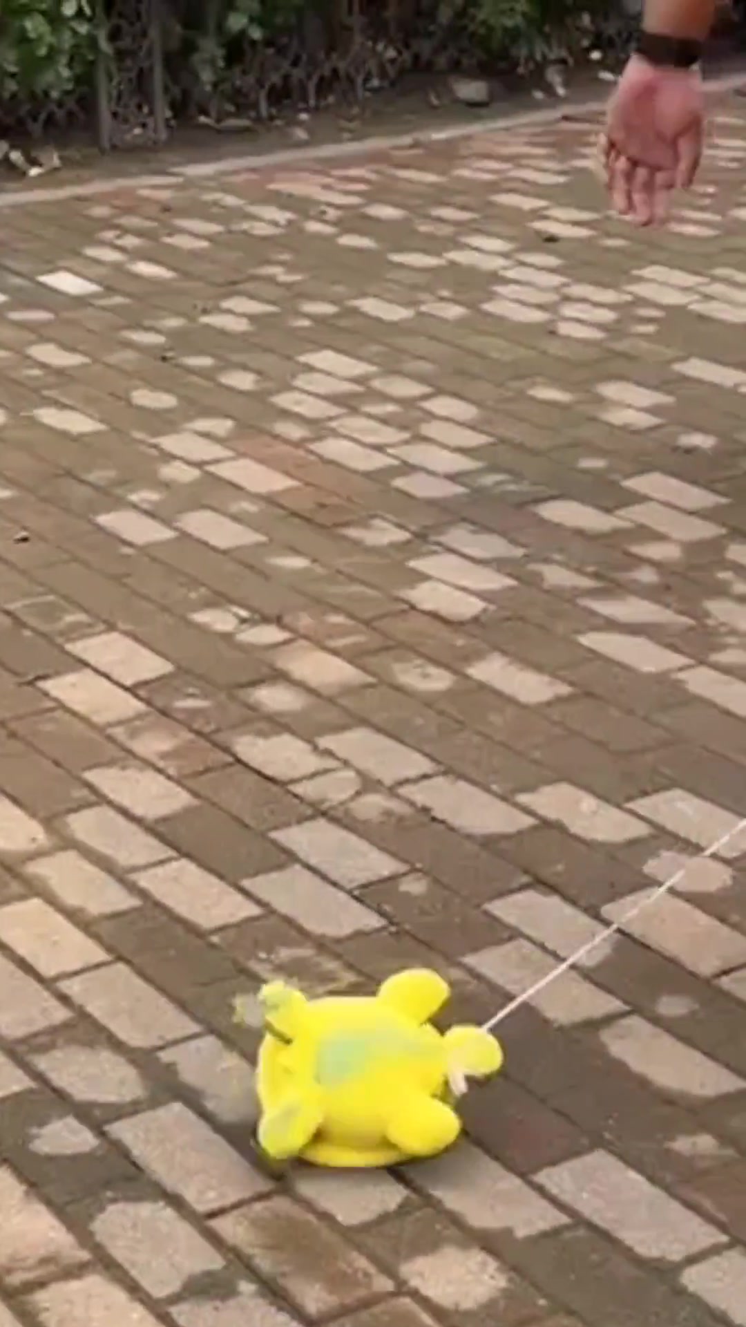 理性看球！山东球迷牵着乌龟玩偶，去看对阵国安的比赛